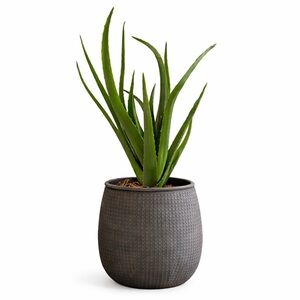 Faux Aloe Vera Plant Tropical Succulent Indoor Decor 30” Tall